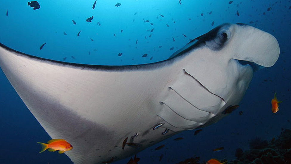 Diving with Manta rays at Soneva Fushi