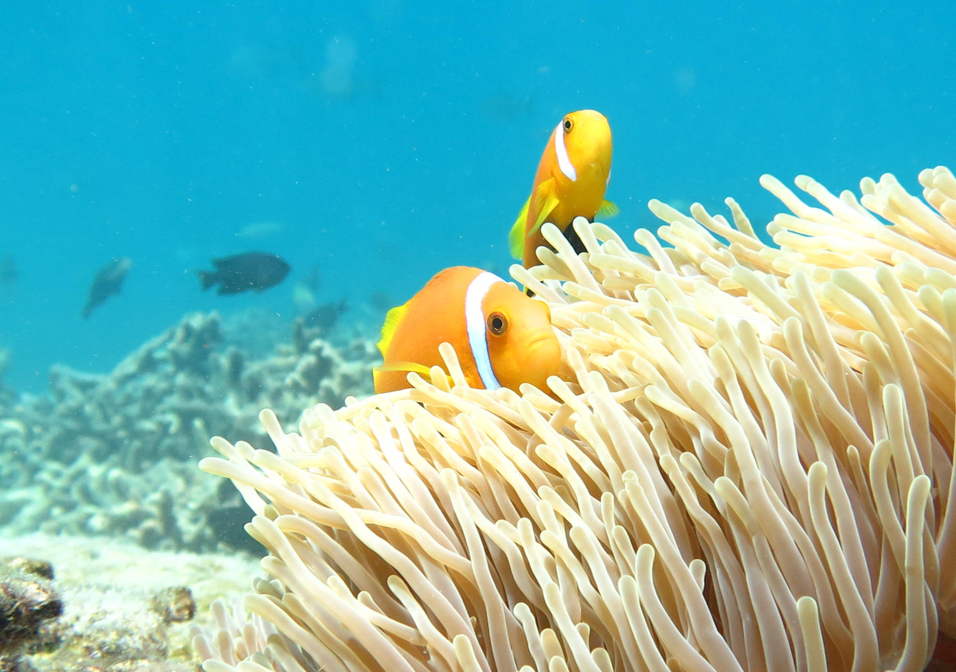 Anemonefish Image: Sam Reynolds