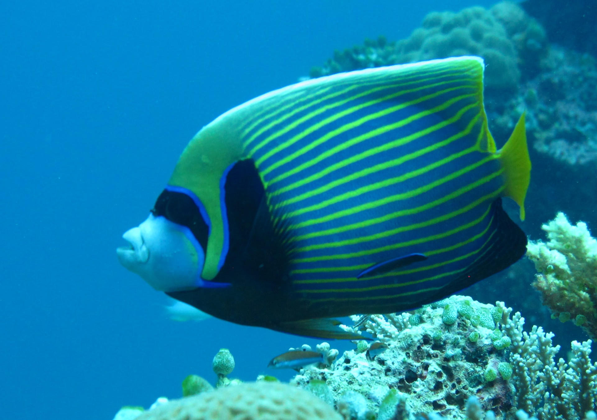 Angelfish