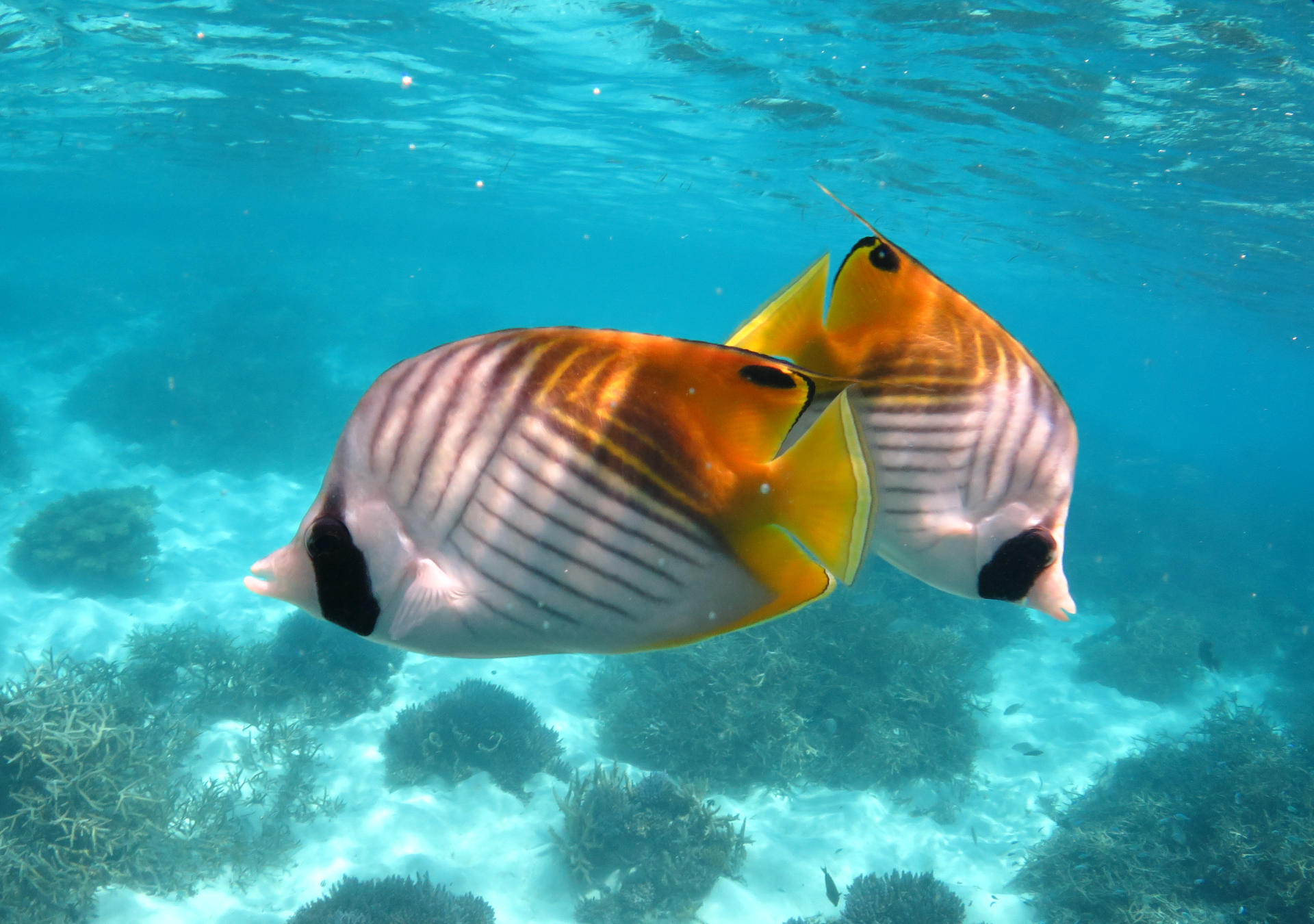 Butterflyfish Image: Sam Reynolds
