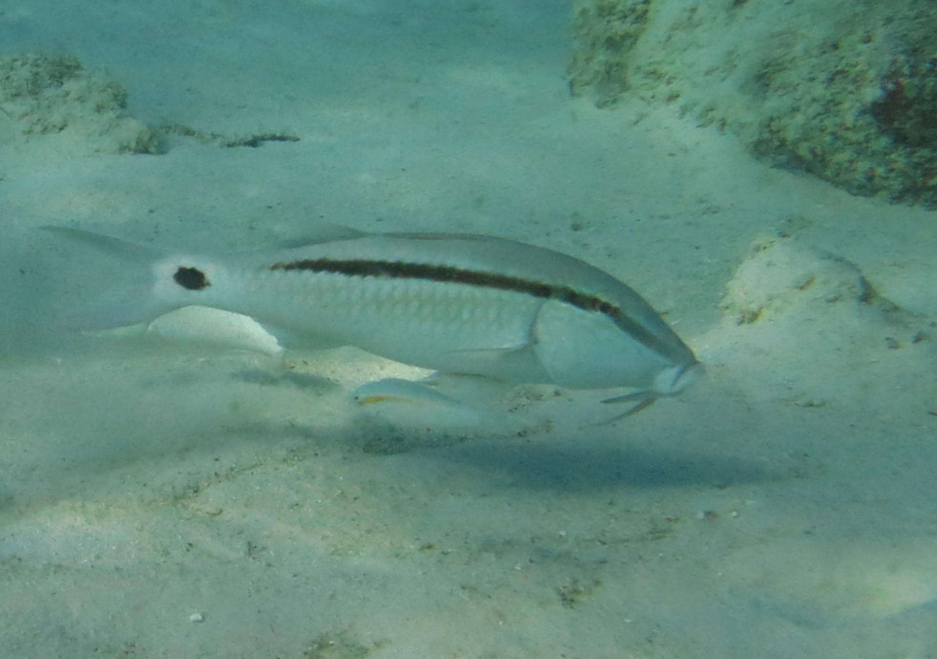 Goatfish