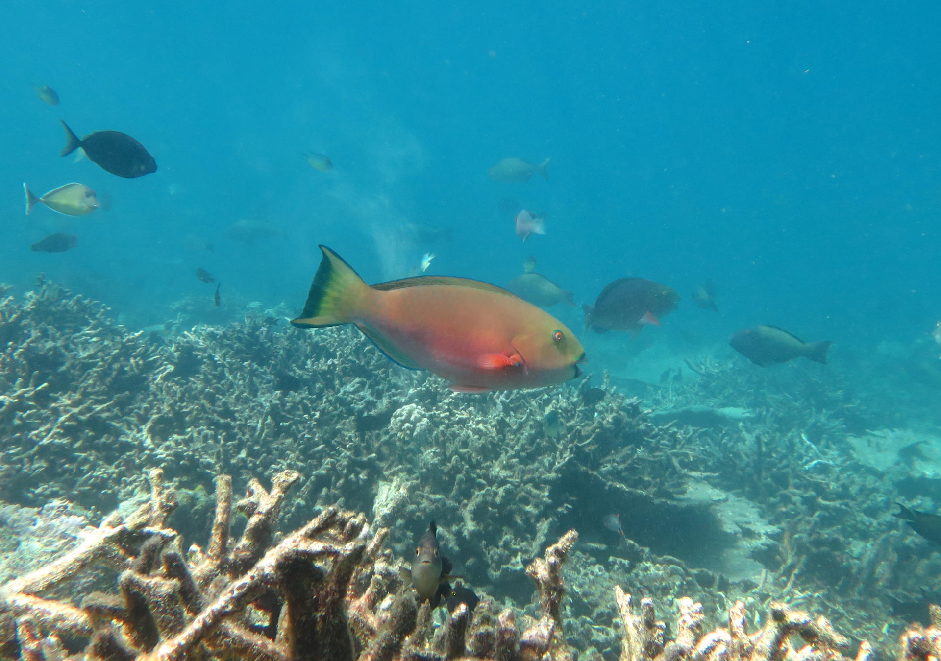 Parrotfish Image: Sam Reynolds