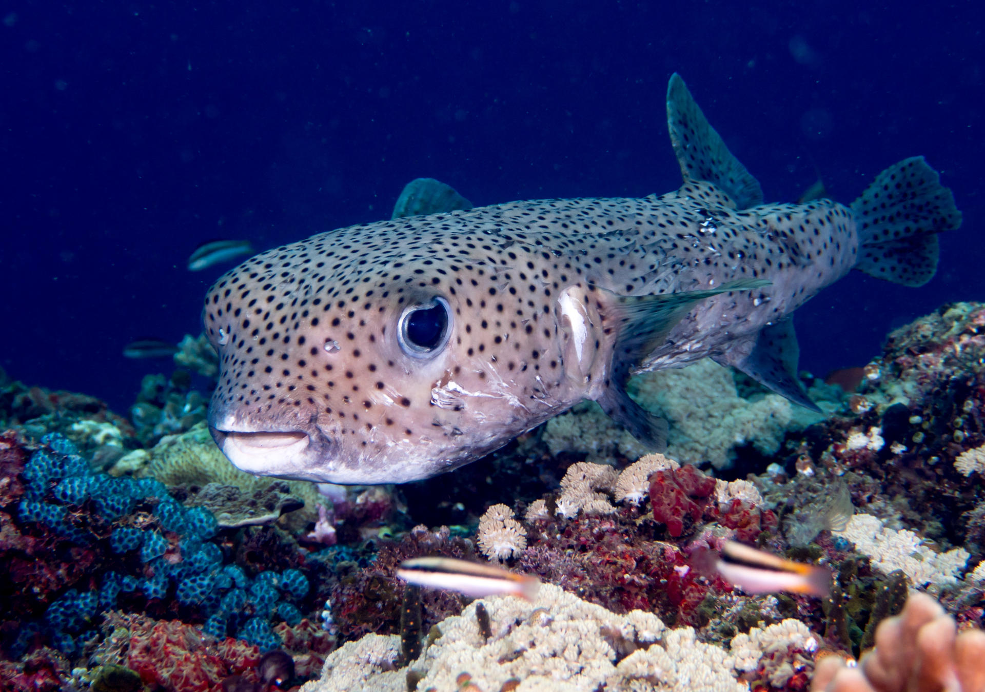 Porcupinefish Image: Rickard Zerpe