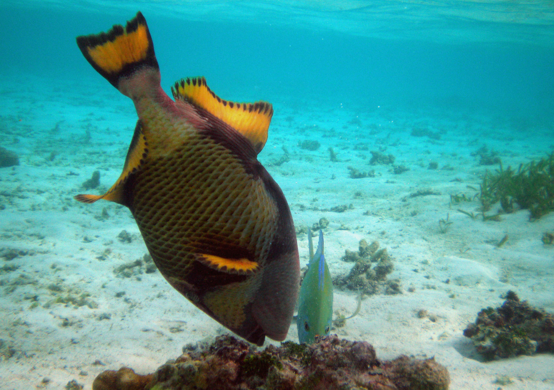 Triggerfish Image: Uxbona