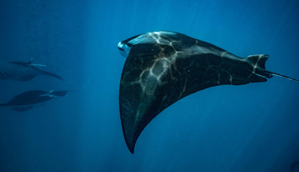 Hanifaru Bay Manta Ray Snorkeling 1