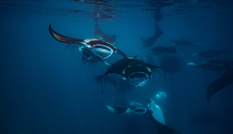 Hanifaru Bay Manta Ray Snorkeling 2