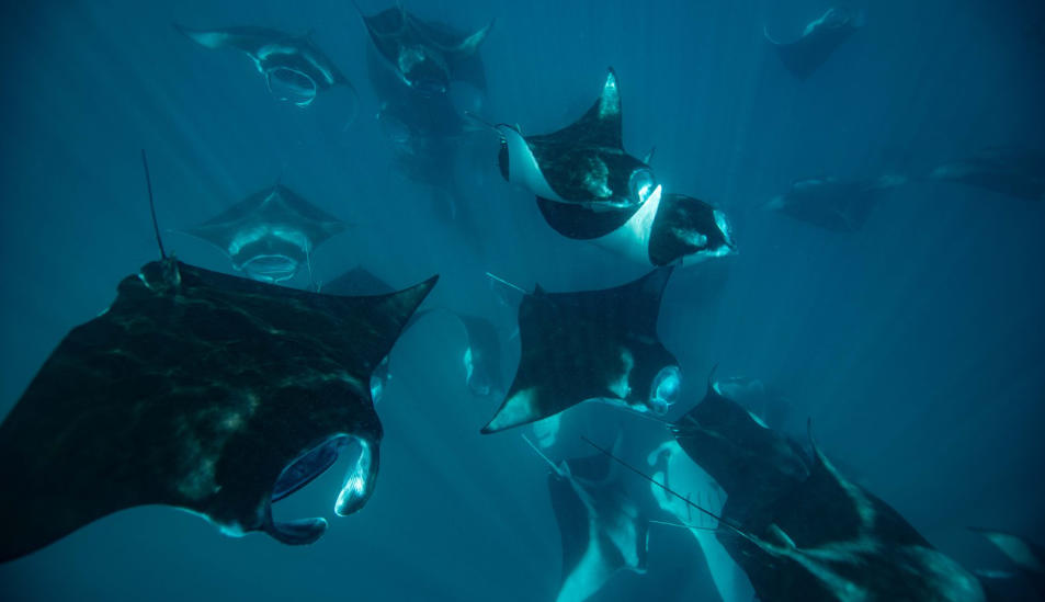 Hanifaru Bay Manta Ray Snorkeling 3