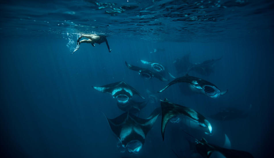 Hanifaru Bay Manta Ray Snorkeling 4