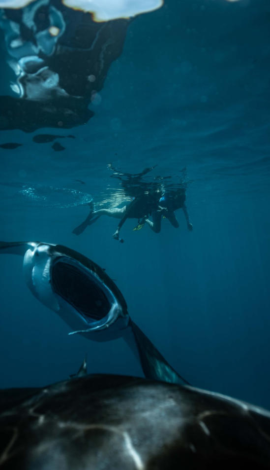 Hanifaru Bay Manta Ray Snorkeling 6
