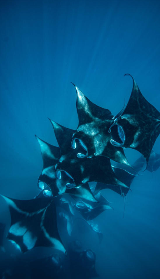 Hanifaru Bay Manta Ray Snorkeling 8