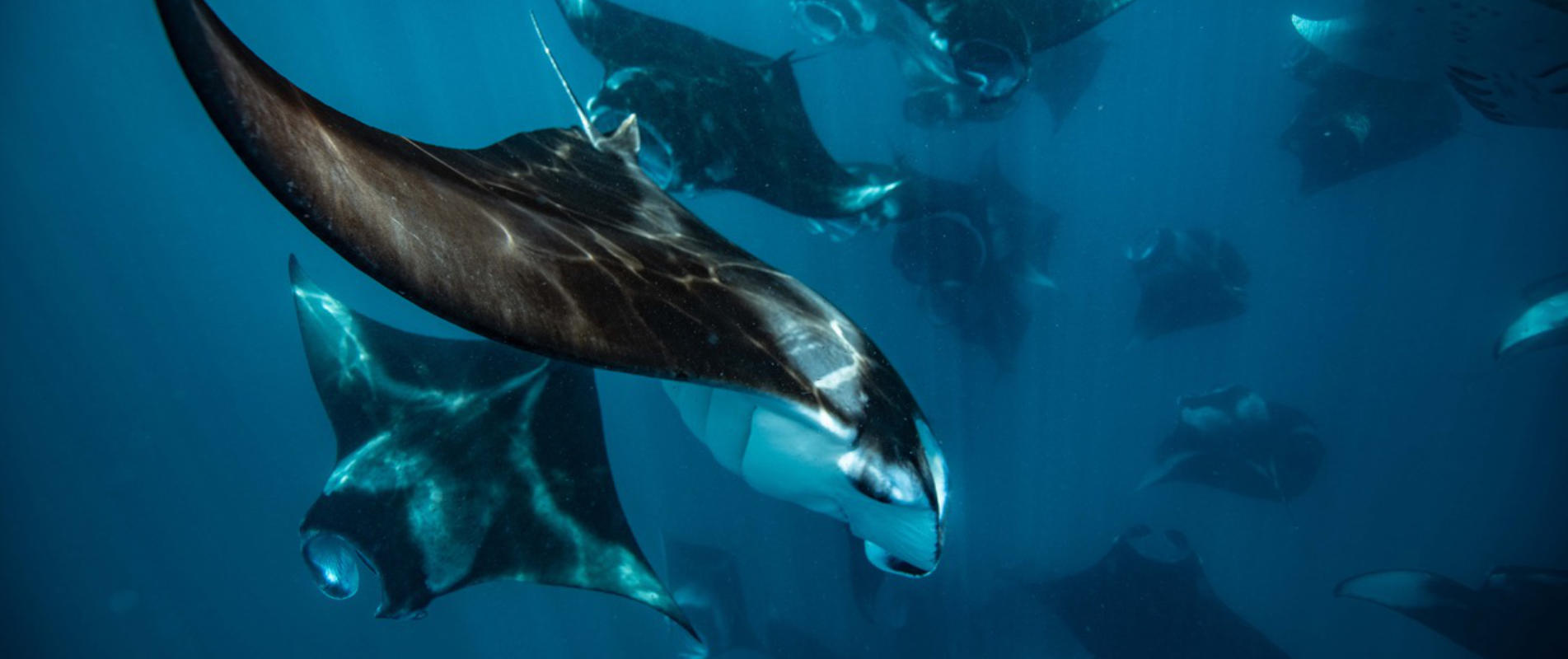 Hanifaru Bay Manta Rays Hero Hanifaru Bay Manta Rays Hero