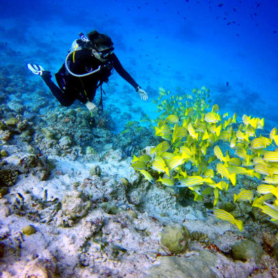 Maldives Scuba Diving Blog