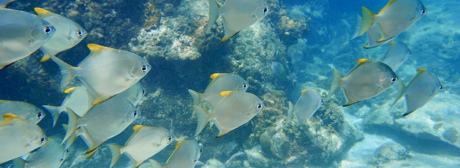 School of Silver Moonyfish (Monodactylus argenteus)