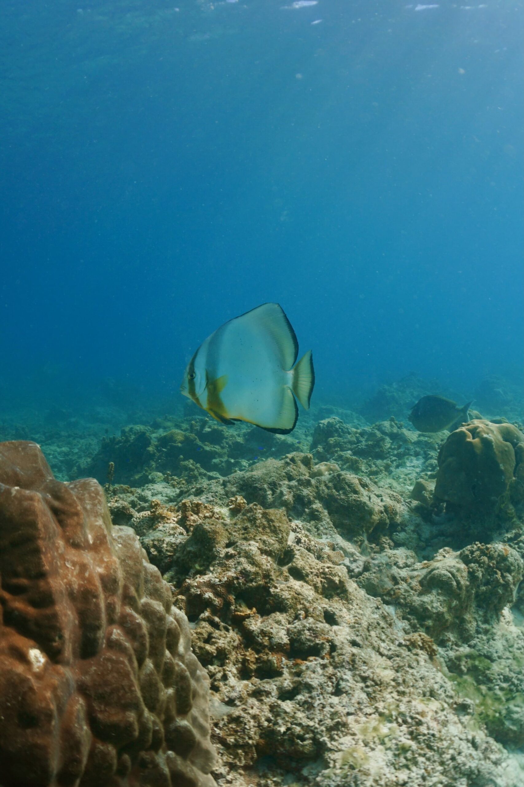 Orbicular batfish - Platax orbicularis