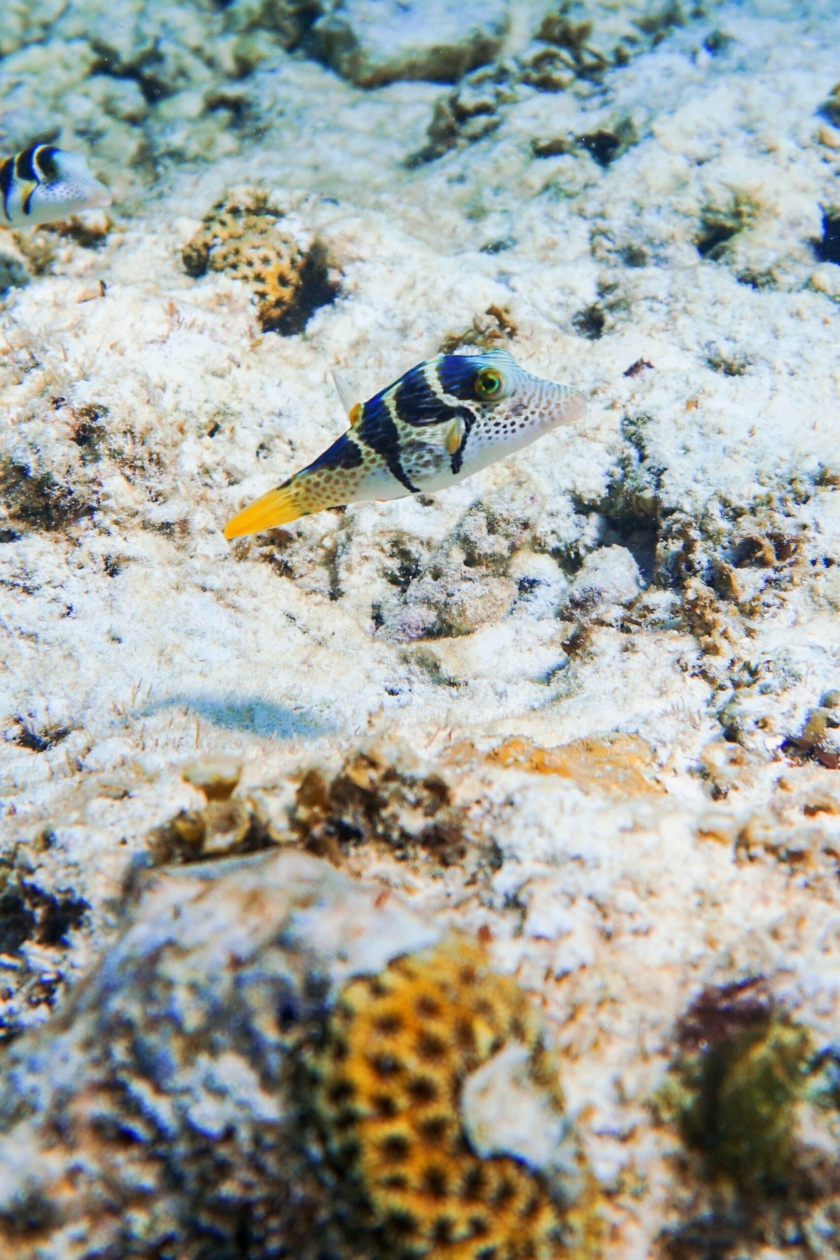 Blacksaddle Toby - Canthigaster valentini