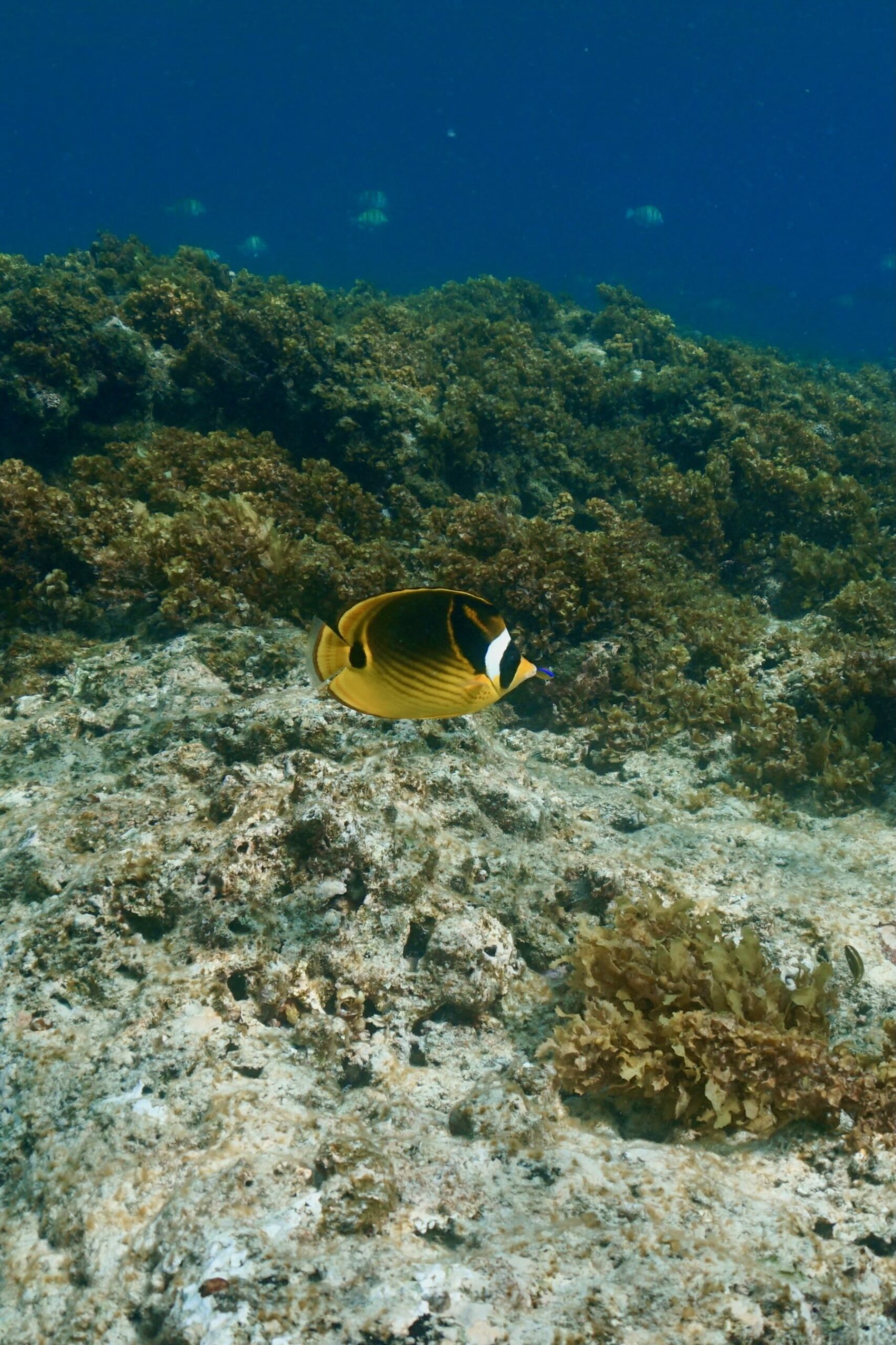 Racoon Butterflyfish - Chaetodon lunula